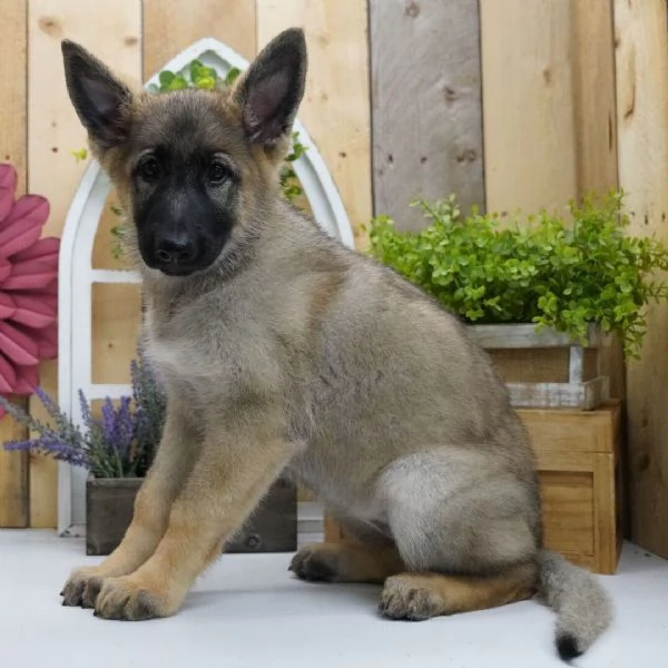 Offrire per l'adozione maschio e femmina  pastore tedesco