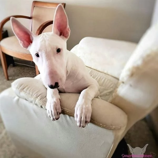 REGALO BULL TERRIER | Foto 1
