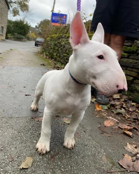REGALO BULL TERRIER | Foto 1