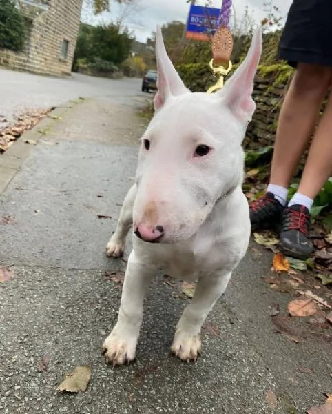 REGALO BULL TERRIER | Foto 0