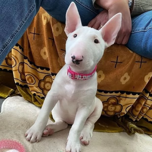 REGALO BULL TERRIER | Foto 0