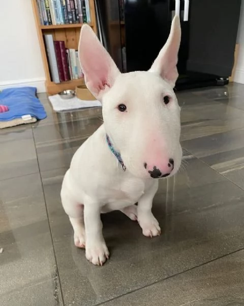 REGALO BULL TERRIER