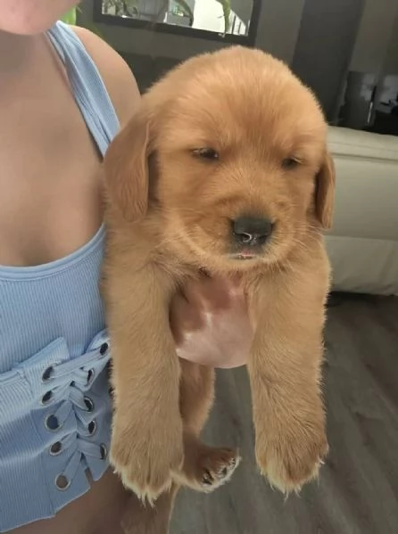 REGALO GOLDEN RETRIEVER | Foto 0