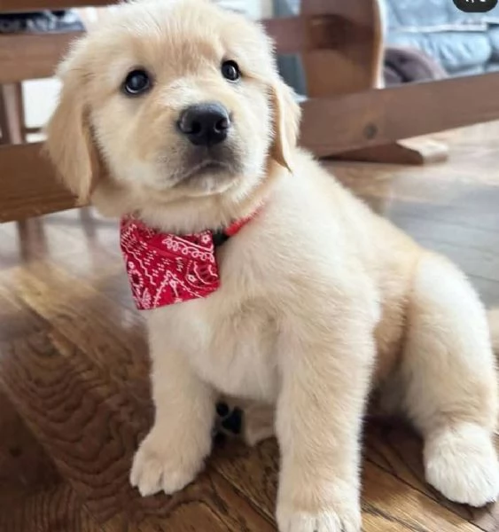 REGALO GOLDEN RETRIEVER