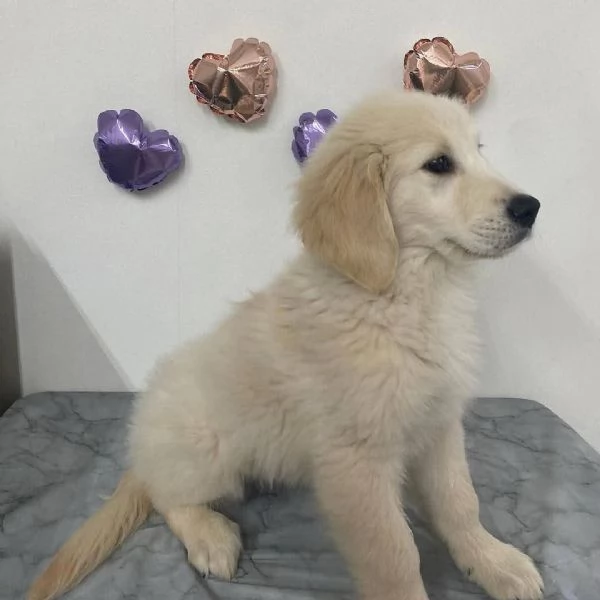 REGALO GOLDEN RETRIEVER