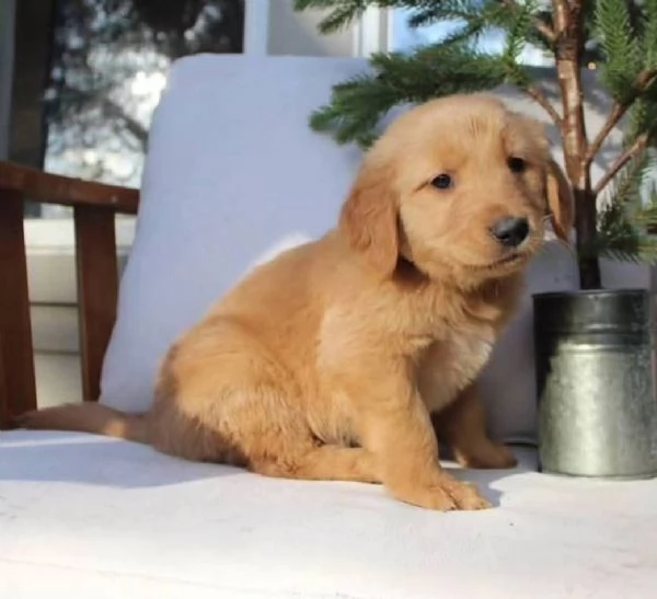 REGALO GOLDEN RETRIEVER | Foto 0