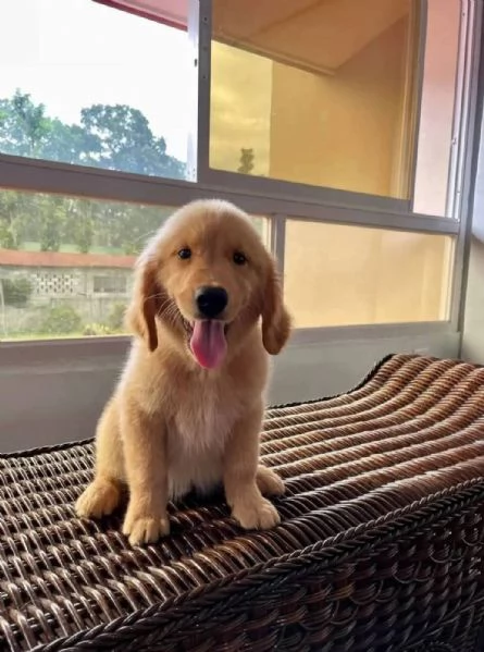 REGALO GOLDEN RETRIEVER