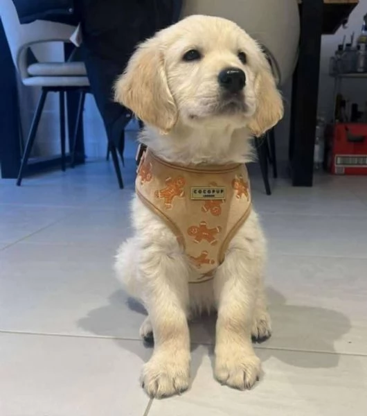 REGALO GOLDEN RETRIEVER