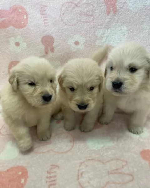REGALO GOLDEN RETRIEVER | Foto 1