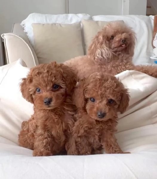 CUCCIOLO BARBONCINO TOY MASCHIO E FEMMINA,,,.. | Foto 1