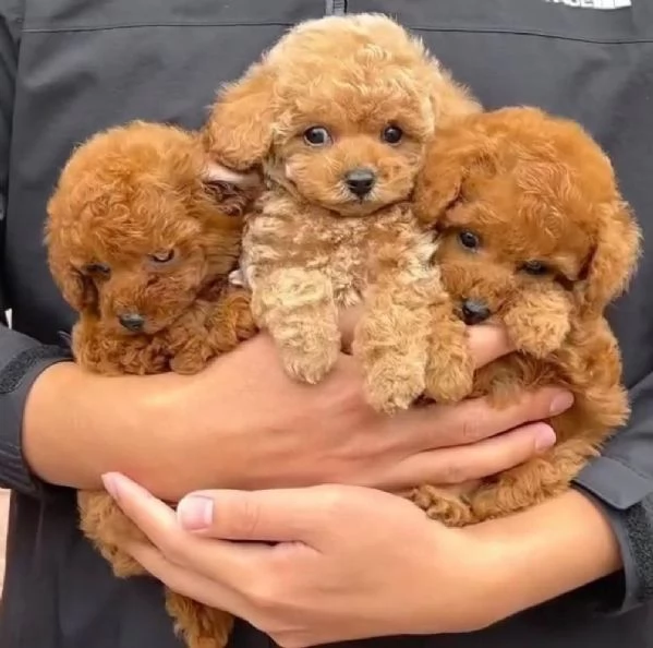 CUCCIOLO BARBONCINO TOY MASCHIO E FEMMINA,,,..