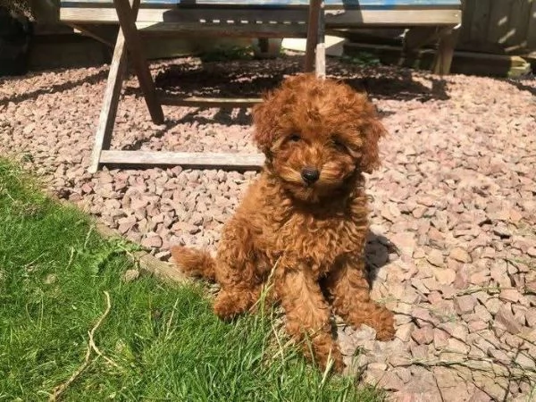 CUCCIOLO BARBONCINO TOY MASCHIO E FEMMINA,,,.. | Foto 0