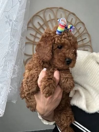 CUCCIOLO BARBONCINO TOY MASCHIO E FEMMINA,,,. | Foto 0