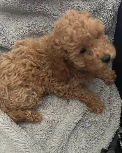 CUCCIOLO BARBONCINO TOY MASCHIO E FEMMINA,,,.. | Foto 1