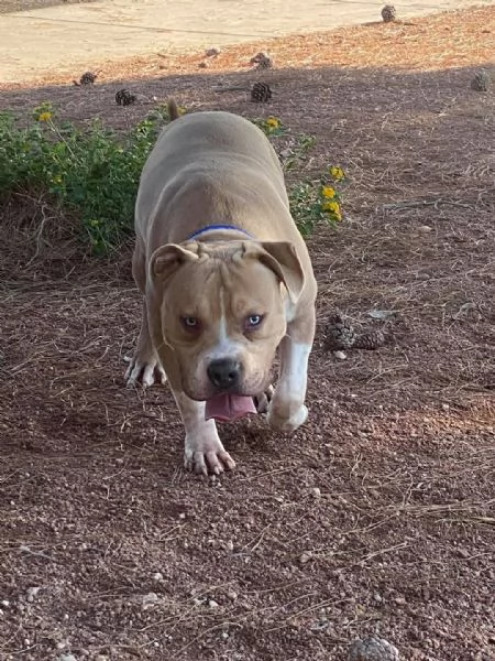 REGALO   BULLDOG INGLESE | Foto 2