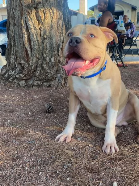 REGALO   BULLDOG INGLESE | Foto 1