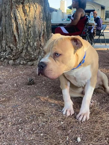 REGALO   BULLDOG INGLESE | Foto 0