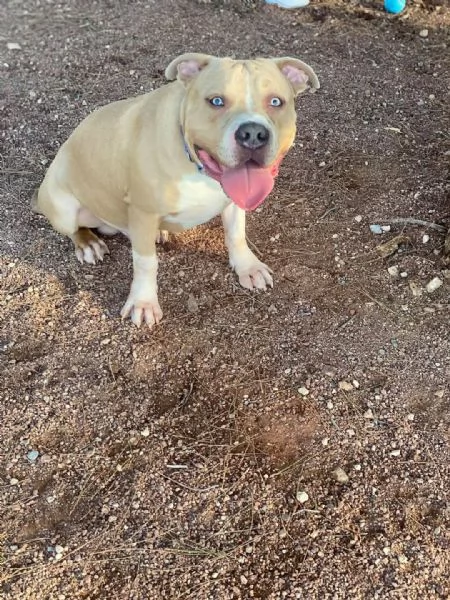 REGALO   BULLDOG INGLESE