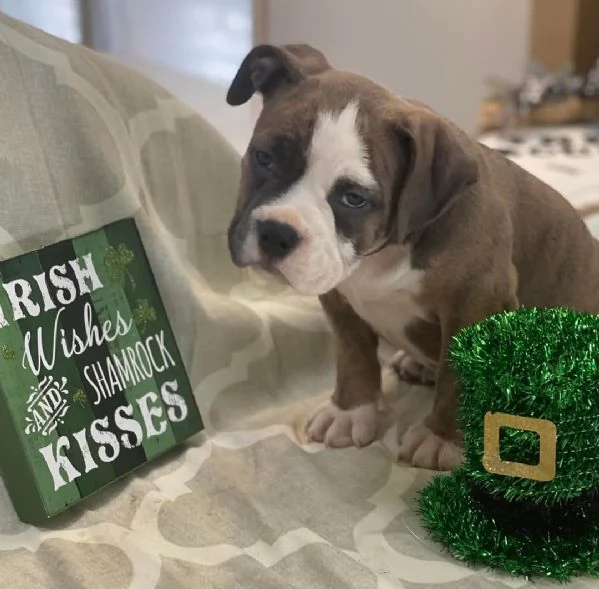 REGALO   BULLDOG INGLESE