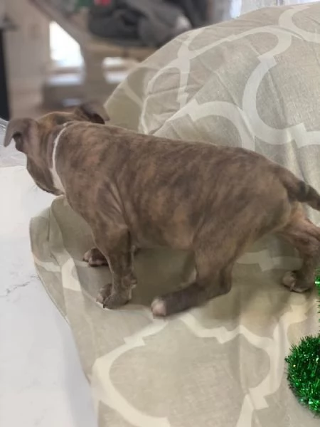 REGALO   BULLDOG INGLESE | Foto 0