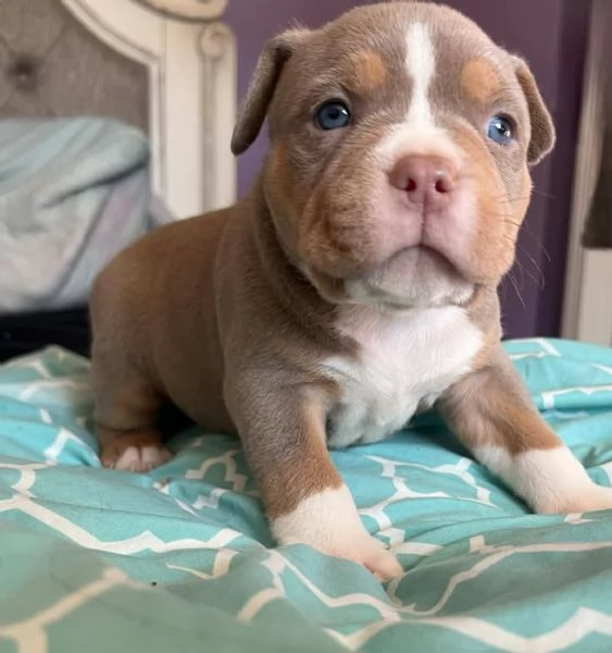 REGALO   BULLDOG INGLESE | Foto 1