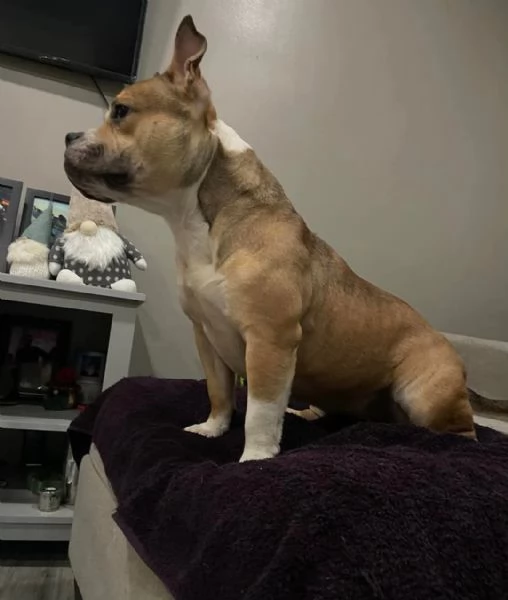 REGALO   BULLDOG INGLESE | Foto 0