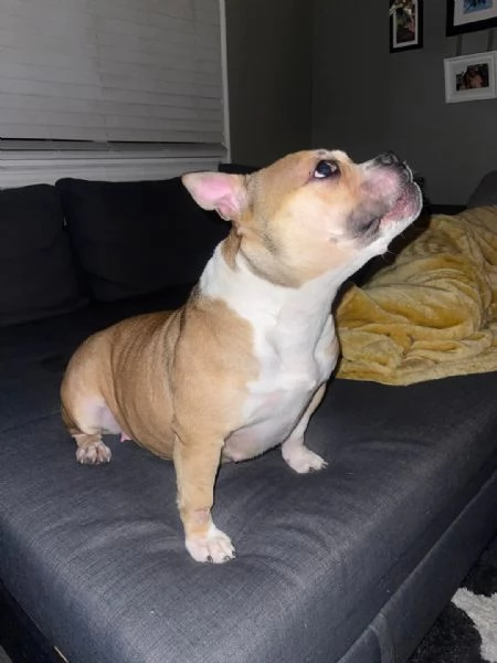 REGALO   BULLDOG INGLESE