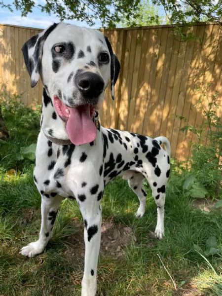 REGALO DALMATA | Foto 0