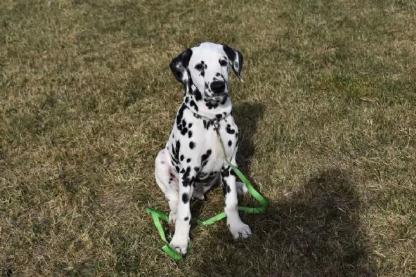 REGALO DALMATA | Foto 2