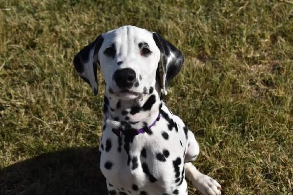 REGALO DALMATA | Foto 1