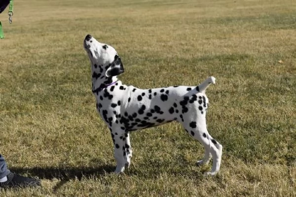 REGALO DALMATA | Foto 0