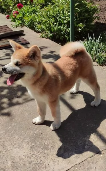 REGALO AKITA-INU | Foto 1