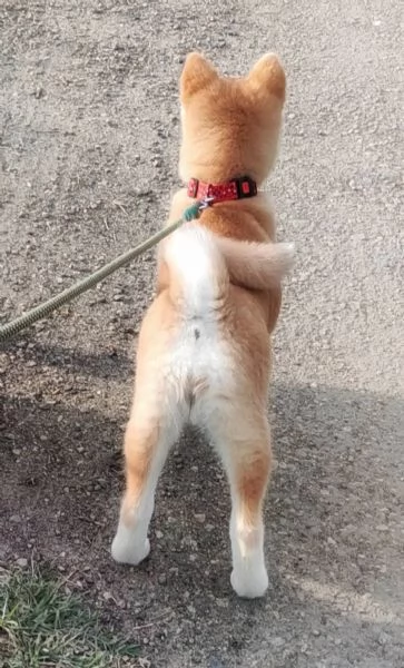 REGALO AKITA-INU | Foto 0