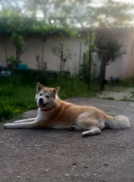 REGALO AKITA-INU | Foto 1