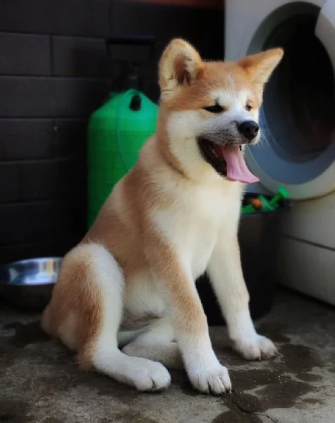 REGALO AKITA-INU | Foto 0