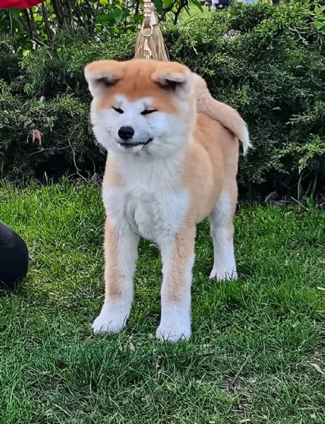 REGALO AKITA-INU | Foto 1