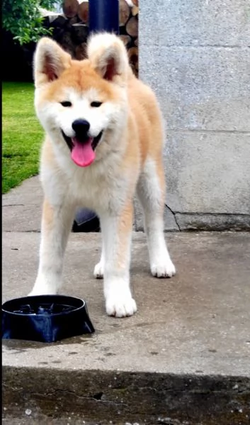 REGALO AKITA-INU | Foto 0
