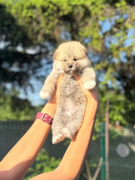 REGALO AKITA-INU | Foto 1