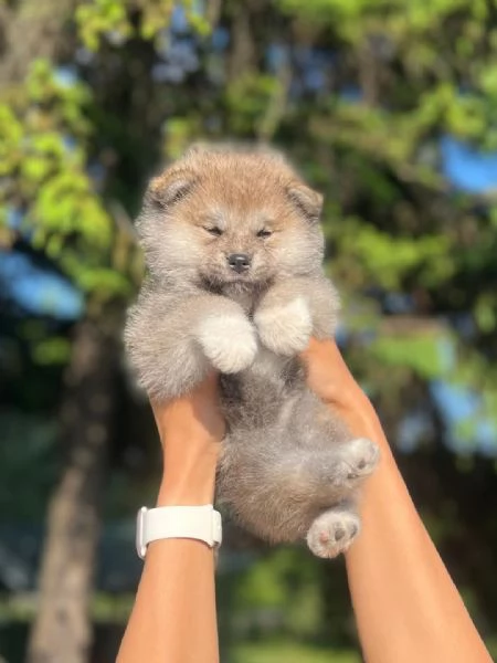 REGALO AKITA-INU | Foto 0