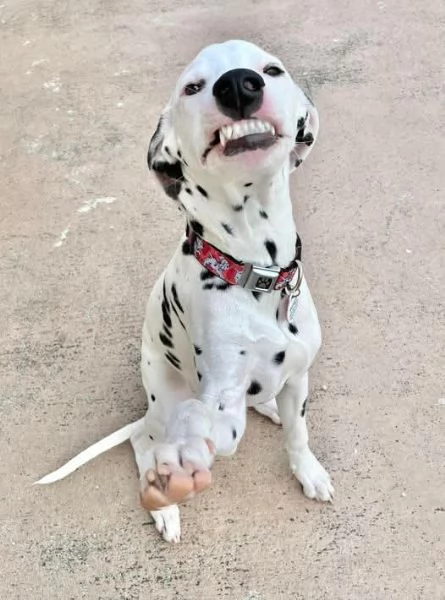 REGALO DALMATA | Foto 0