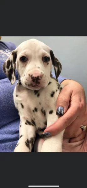 REGALO DALMATA | Foto 0