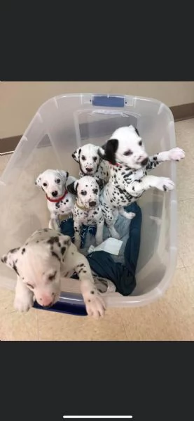 REGALO DALMATA | Foto 0