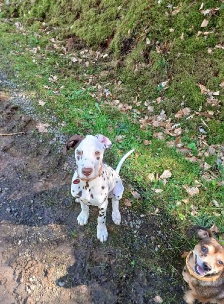 REGALO DALMATA | Foto 0