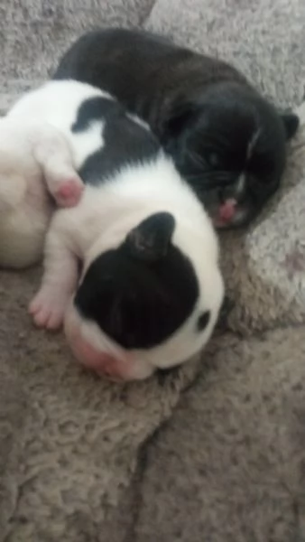BULLDOG FRANCESE  | Foto 2