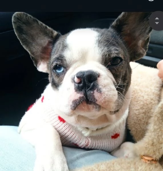 BULLDOG FRANCESE  | Foto 1