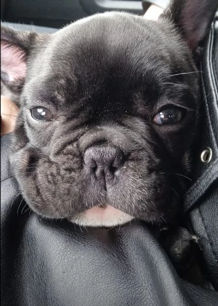 BULLDOG FRANCESE  | Foto 0
