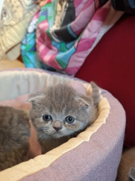 Disponibili due cuccioli straight  | Foto 7