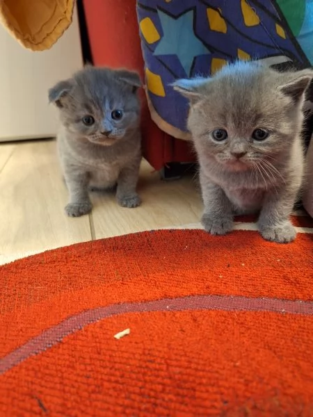 Disponibili due cuccioli straight  | Foto 6