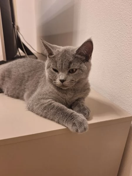 Disponibili due cuccioli straight  | Foto 5