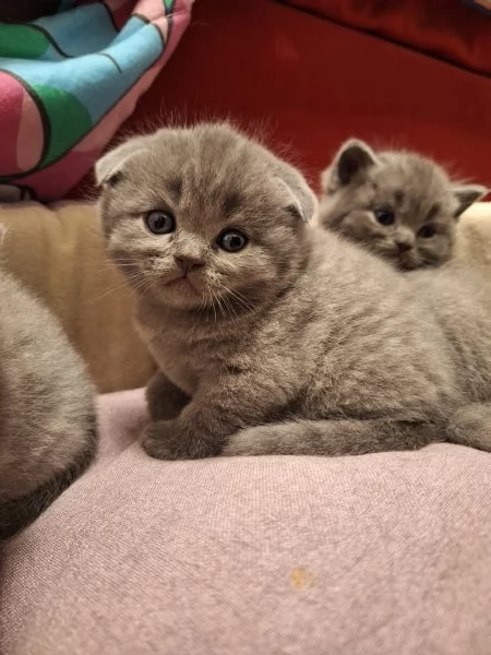 Disponibili due cuccioli straight  | Foto 4